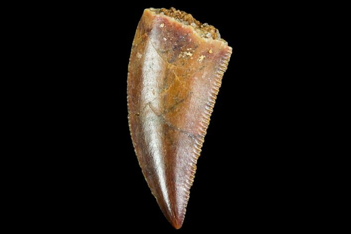 Serrated, Raptor Tooth - Real Dinosaur Tooth #109503
